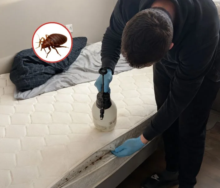 Technicien traitant un matelas contre les punaises de lit à Longueville